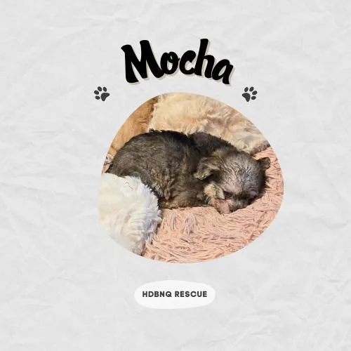 Mocha thumbnail 6