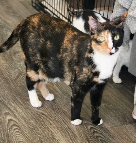 Sriracha thumbnail 2