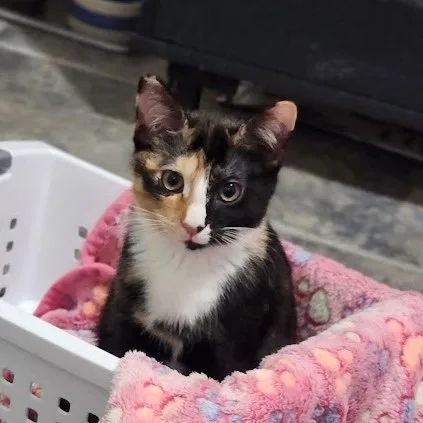 Sriracha thumbnail 3