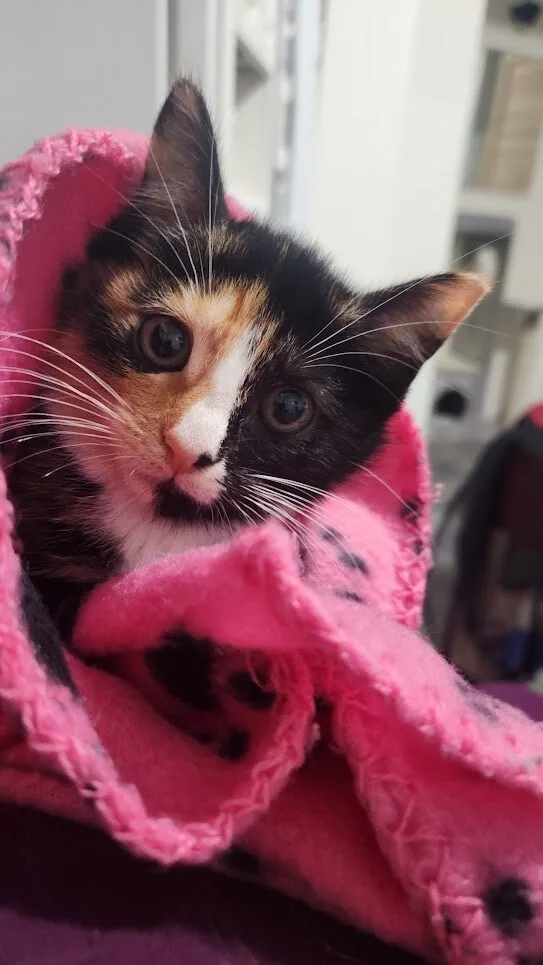 Sriracha thumbnail 4