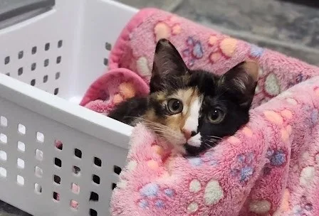 Sriracha thumbnail 5