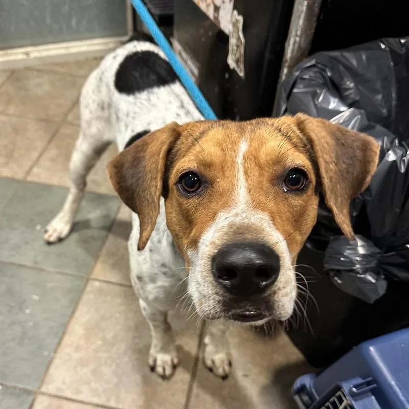 An adult medium-sized male White / Cream Mixed Breed dog named Gary for adoption in Chattanooga, TN