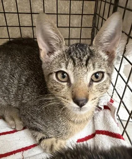 A baby small-sized male Domestic Short Hair cat named Owen for adoption in Honolulu, HI