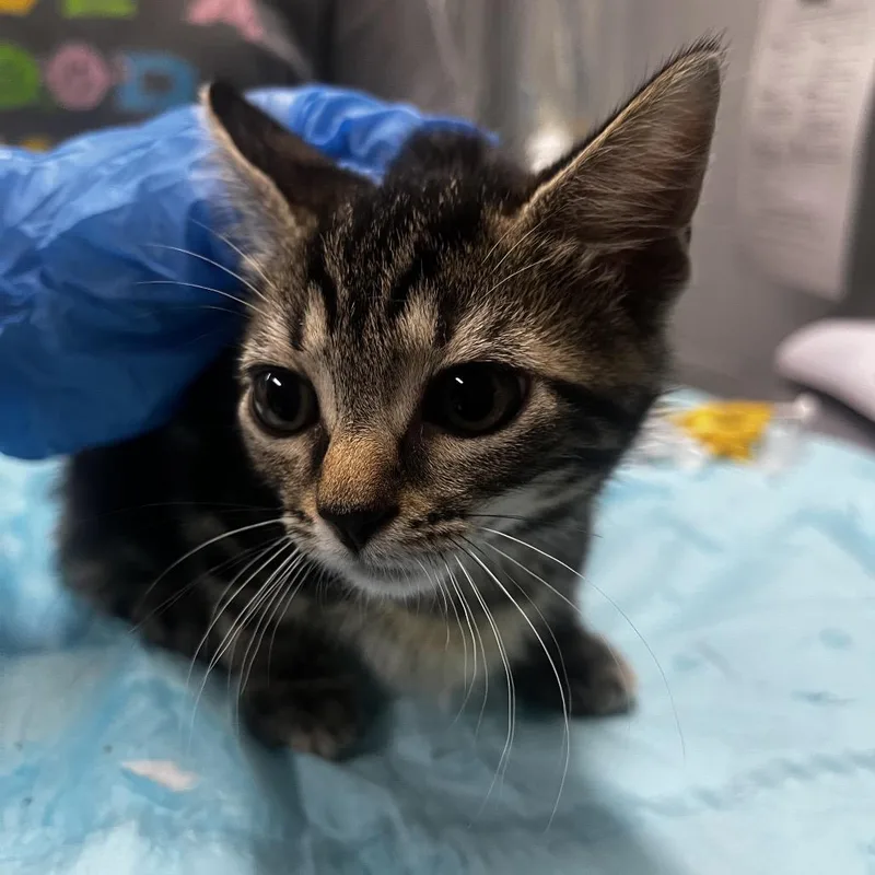 A baby small-sized female Brown / Chocolate Domestic Short Hair cat named Astra @ Pet Supermarket for adoption in Summerville, SC