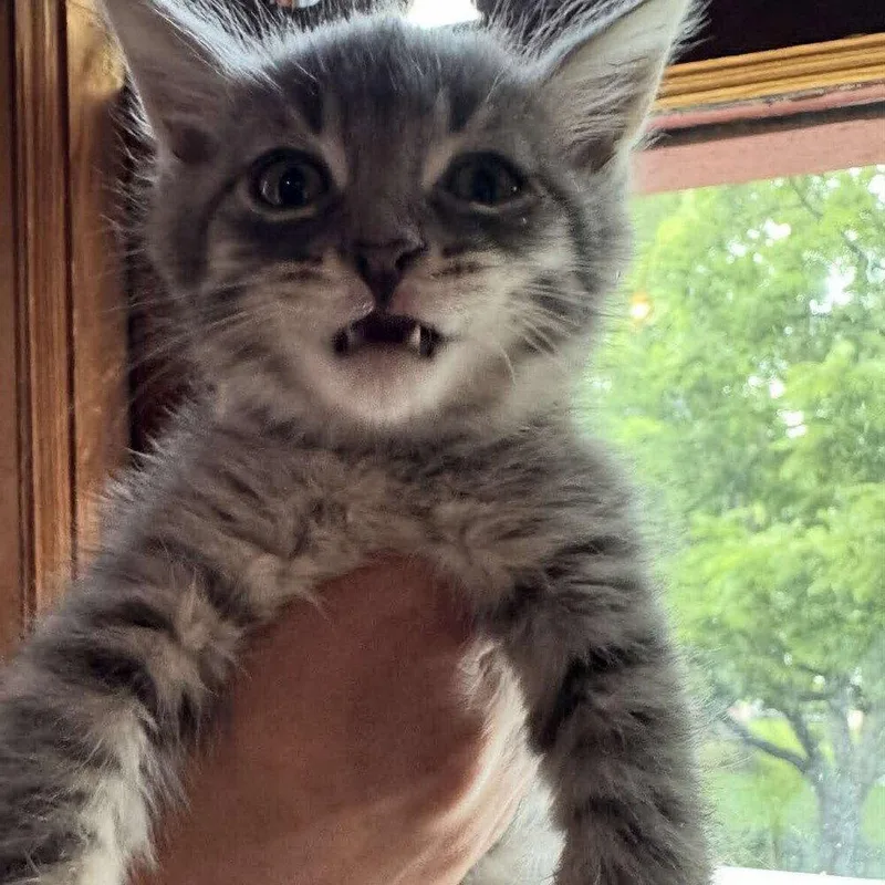 A baby medium-sized male Domestic Short Hair cat named Brimstone for adoption in Candler, NC