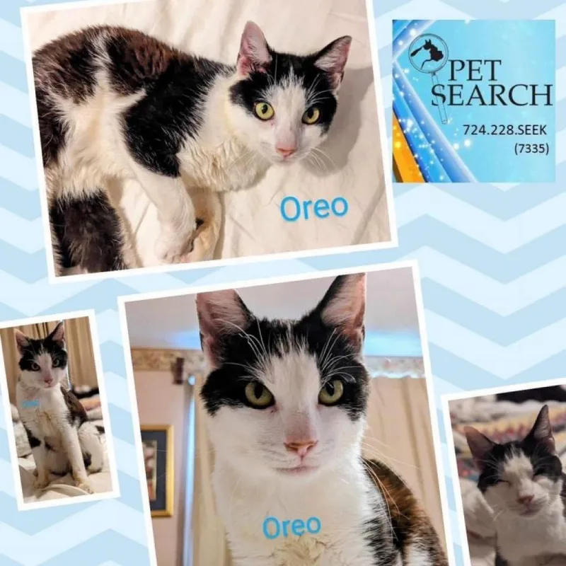 An adult small-sized male White Domestic Short Hair cat named Oreo for adoption in Washington, PA