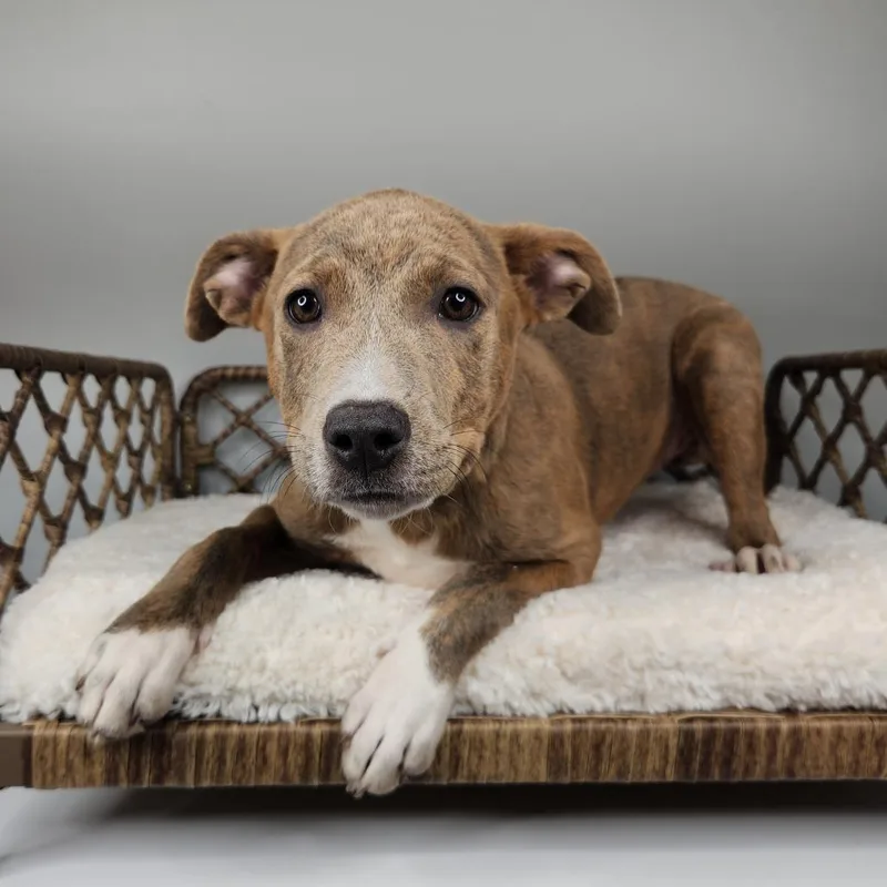 A baby small-sized female Brown / Chocolate Pit Bull Terrier dog named Maple for adoption in Fort Wayne, IN