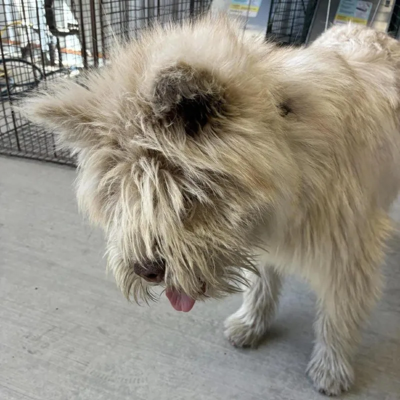 A young medium-sized female Yellow / Tan / Blond / Fawn Terrier dog named Swiftie for adoption in Sonoma, CA