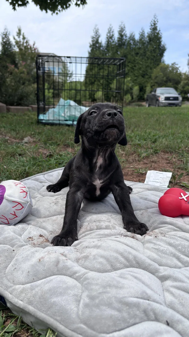 A baby medium-sized female American Staffordshire Terrier dog named Bear Cora's Litter for adoption in Holly Springs, NC