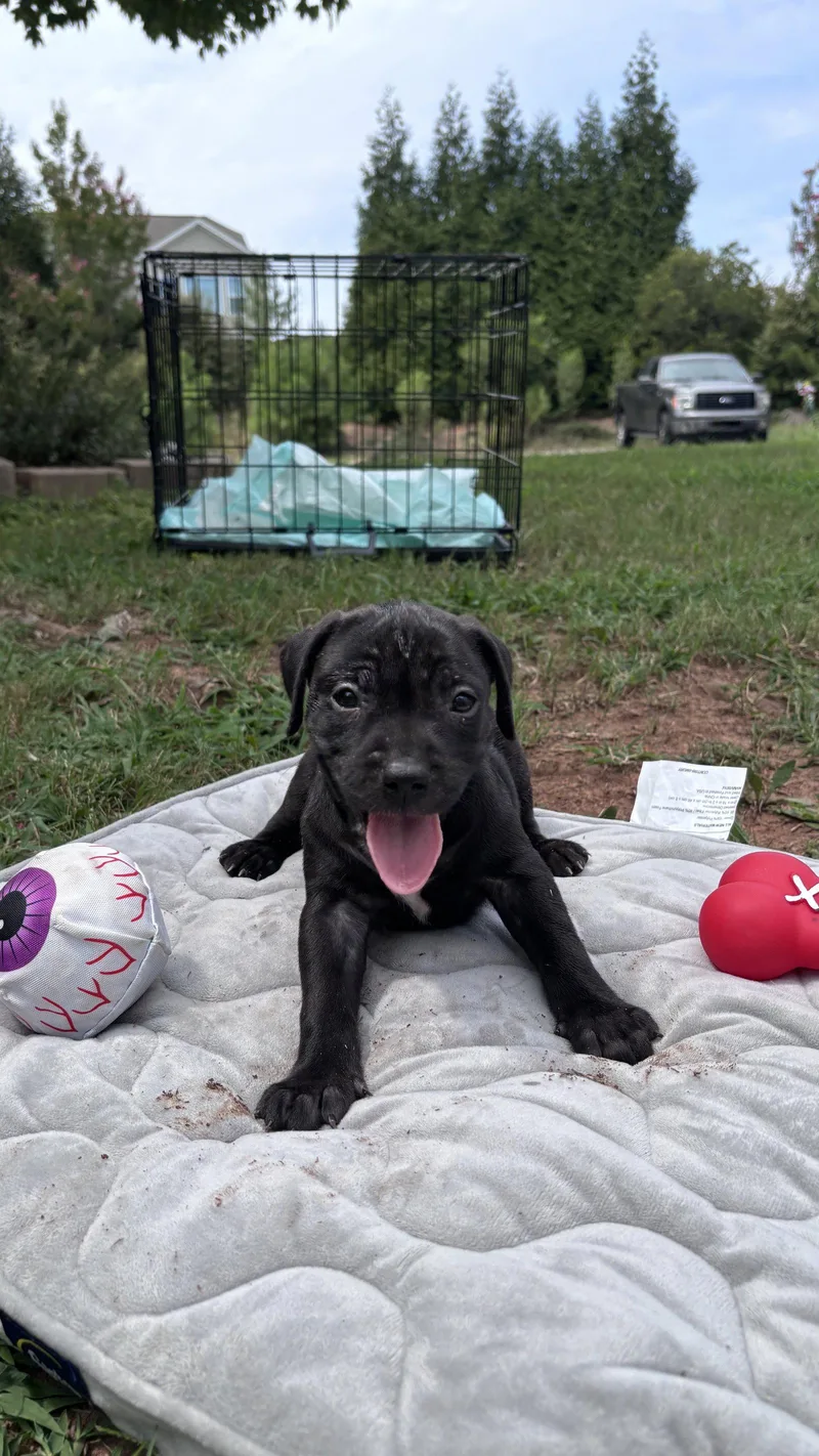 Bear Cora's Litter thumbnail 2