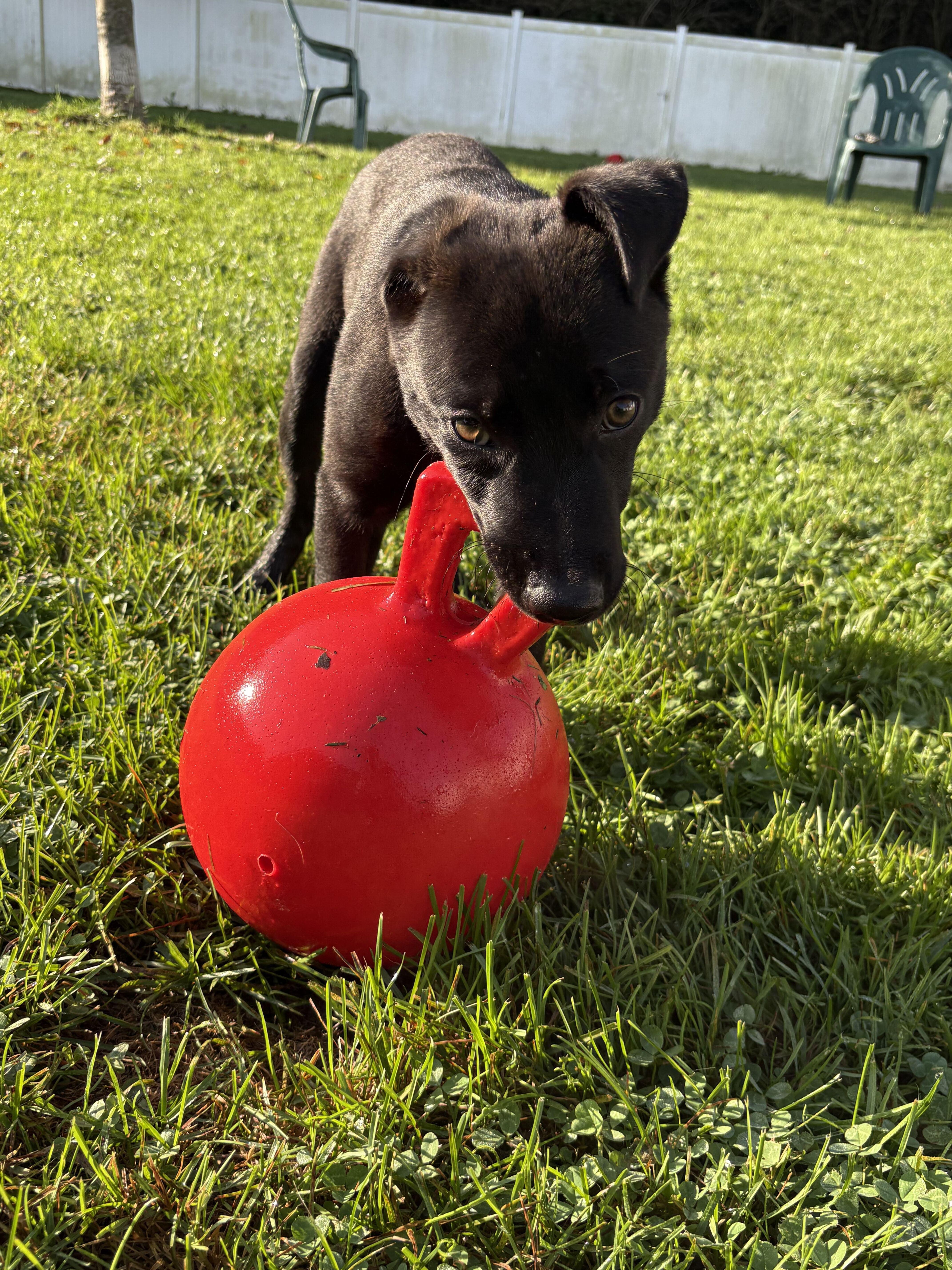 A young large-sized male Mixed Breed dog named Luca for adoption in Belleville, MI