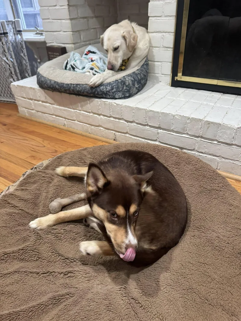 A young medium-sized female Husky dog named Leni for adoption in Holbrook, NY