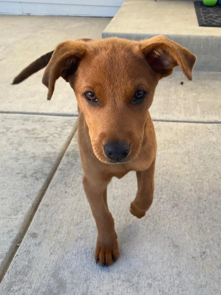 A baby medium-sized male Australian Cattle Dog / Blue Heeler dog named Cree Lincoln for adoption in Fort Lupton, CO