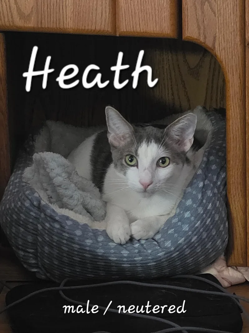 An adult medium-sized male Gray & White Domestic Short Hair cat named Heath for adoption in Dade City, FL