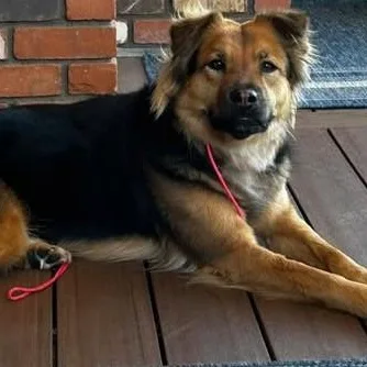 An adult medium-sized female German Shepherd Dog dog named Maizy for adoption in Chino valley, AZ