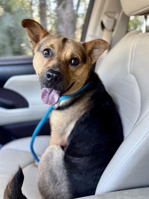 A young medium-sized female Mixed Breed dog named Jazzy for adoption in Fort Walton Beach, FL