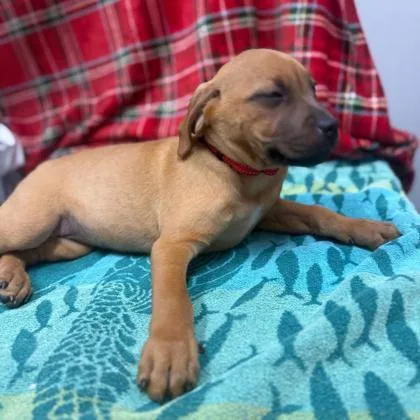 Calamity thumbnail 2