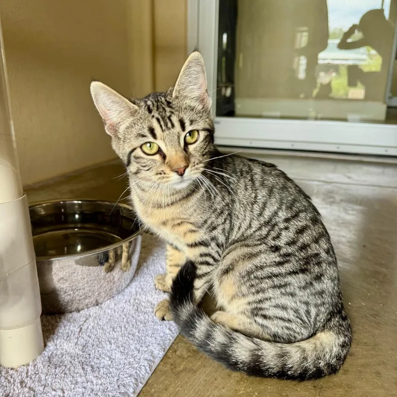 A baby small-sized female Brown / Chocolate Domestic Short Hair cat named Jeffina for adoption in Fredericksburg, TX