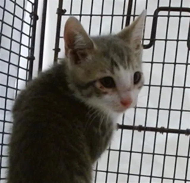 A baby small-sized male Domestic Short Hair cat named Basil for adoption in Miami, FL