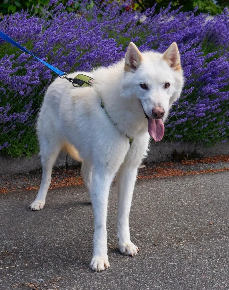 An adult large-sized male White / Cream Husky dog named Balto for adoption in lynnwood , WA