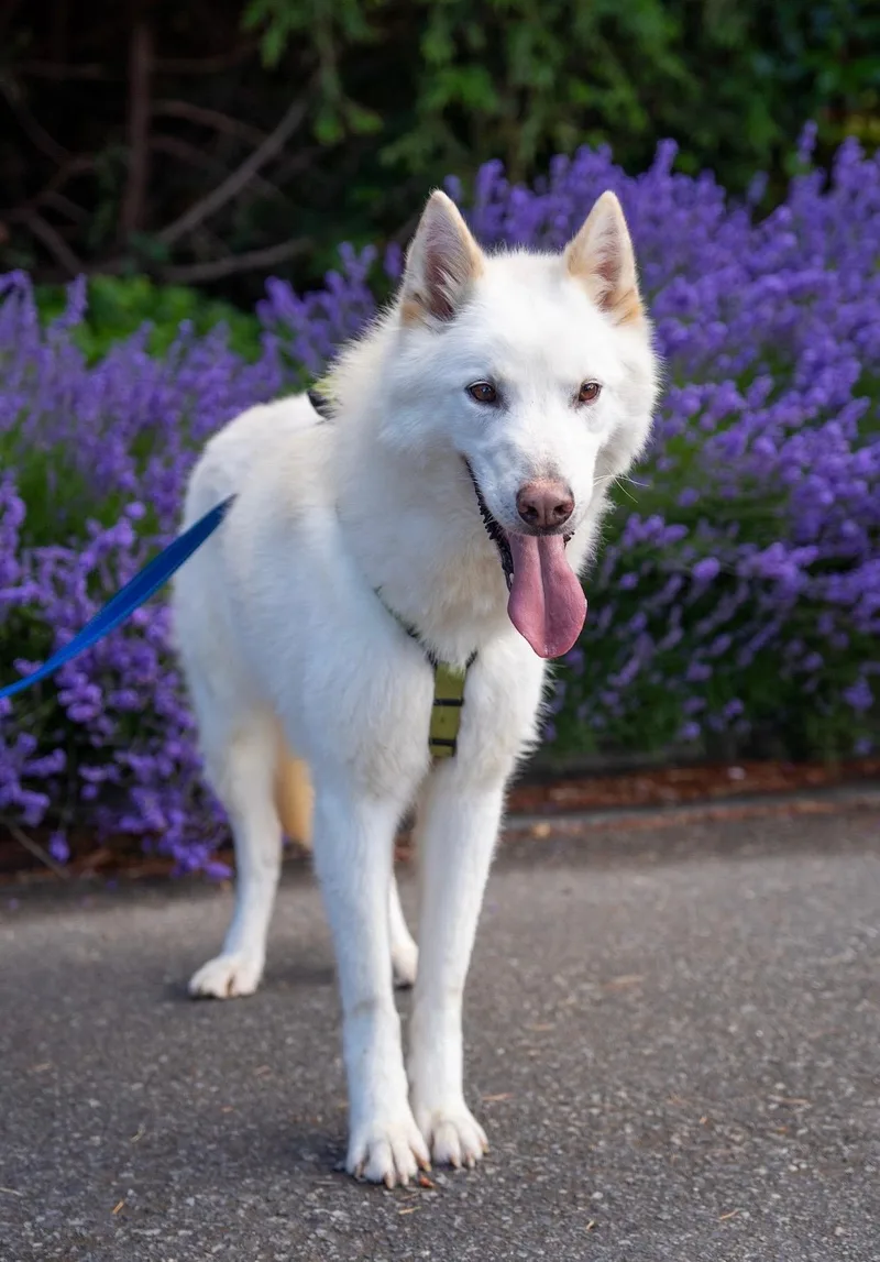 Balto thumbnail 4