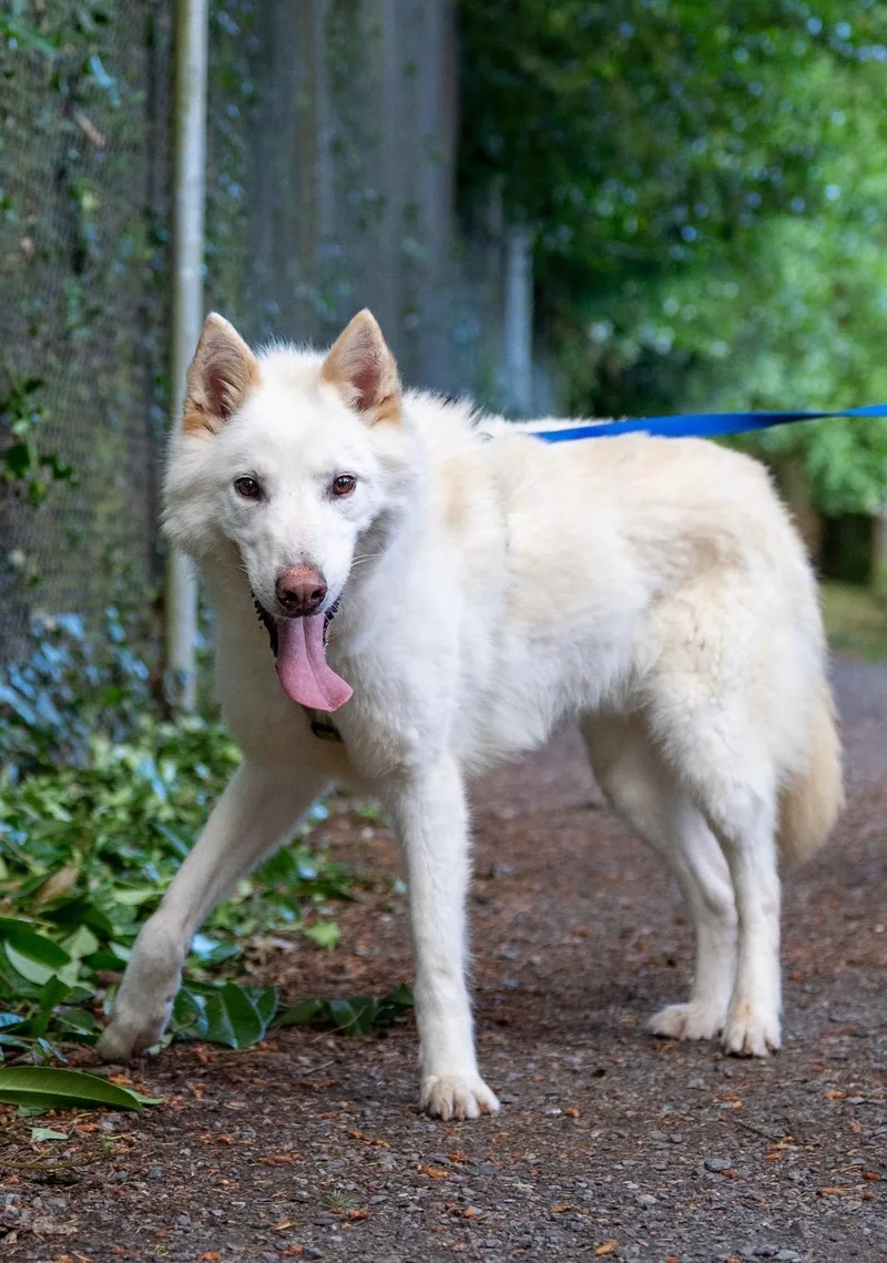 Balto thumbnail 5