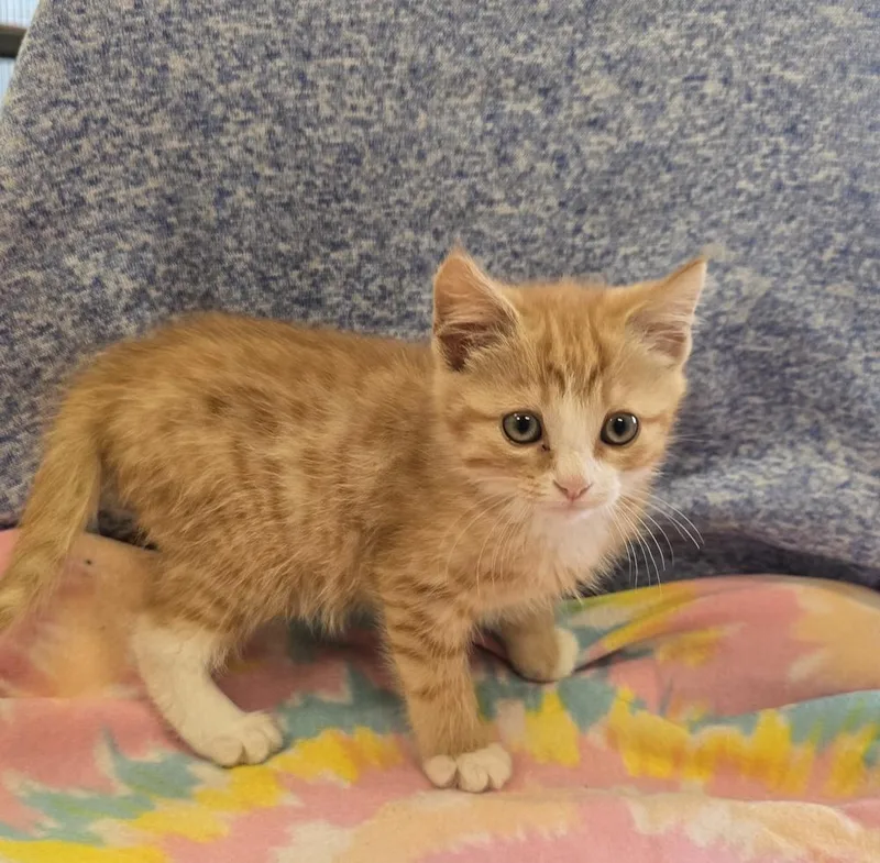 A baby small-sized female Orange & White Domestic Short Hair cat named Fantasy for adoption in Dickson, TN