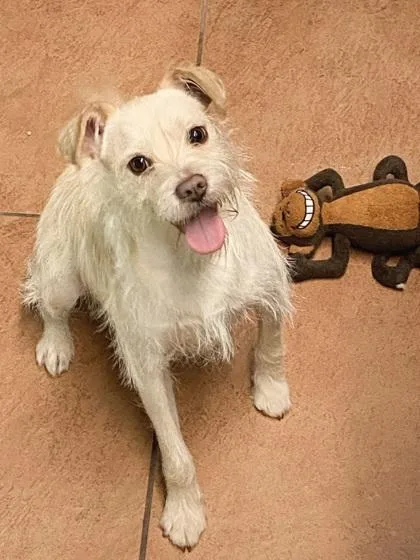 A young small-sized male Mixed Breed dog named Bobby for adoption in Pompano Beach, FL
