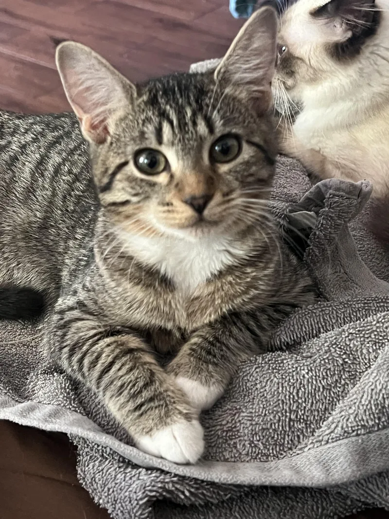 A young medium-sized female Tabby (Brown / Chocolate) Tabby cat named Calypso for adoption in San Jose, CA