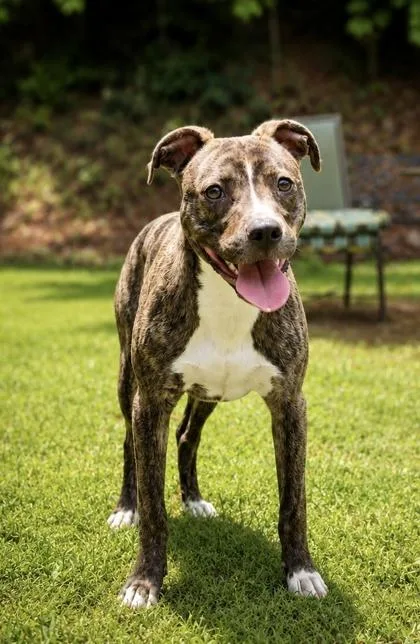 An adult small-sized female Boxer dog named Betty for adoption in Dahlonega, GA