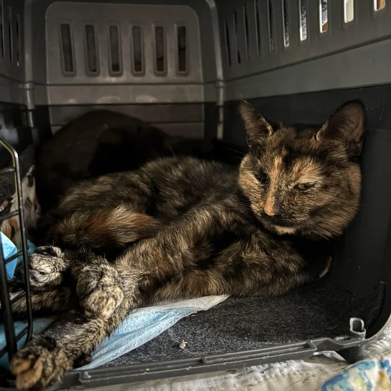 A young small-sized female Tortoiseshell Domestic Short Hair cat named Sapphire for adoption in Pittsburgh, PA