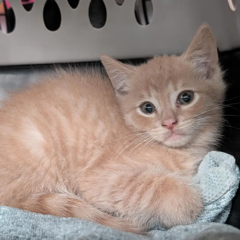 A baby small-sized male Buff / Tan / Fawn Domestic Short Hair cat named Clawford for adoption in Asheville, NC
