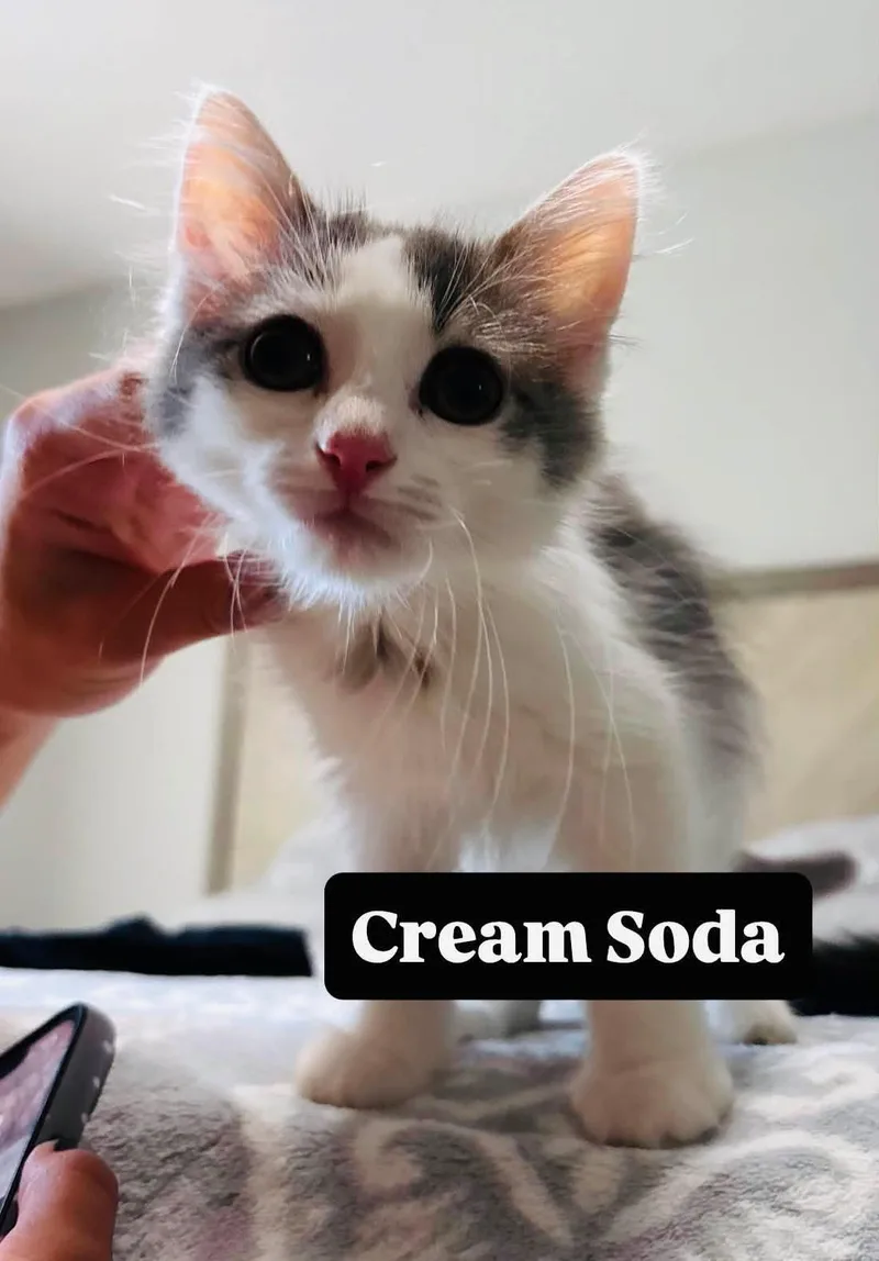 Cream Soda