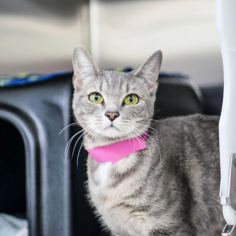 A young medium-sized female Gray / Blue / Silver Domestic Short Hair cat named Georgina for adoption in Albuquerque, NM