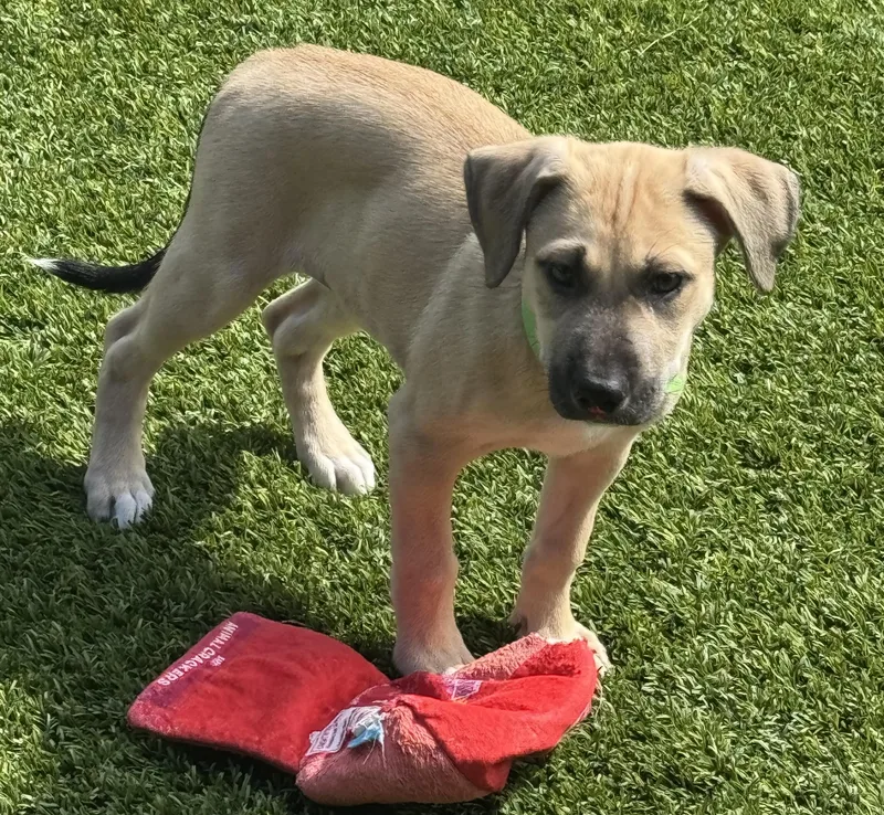 A baby medium-sized female Labrador Retriever dog named Lottie for adoption in San Antonio, TX
