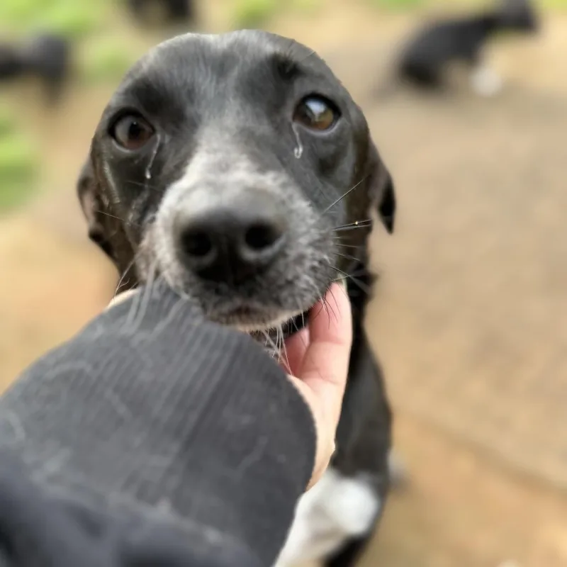 An adult small-sized female Black Border Collie dog named Pepper for adoption in Sacramento, CA