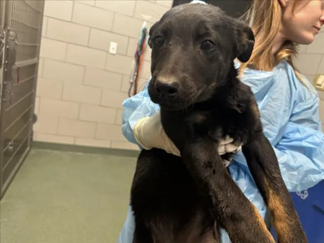 A baby small-sized female Mixed Breed dog named Mya for adoption in Santa Fe, NM