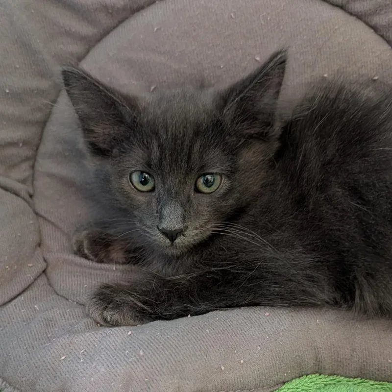 A baby small-sized male Gray / Blue / Silver Domestic Medium Hair cat named Luther for adoption in Hawthorne, CA