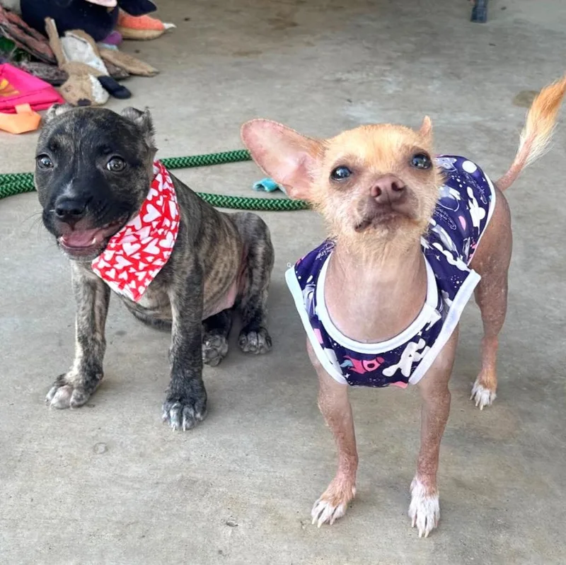 Cordelia thumbnail 2