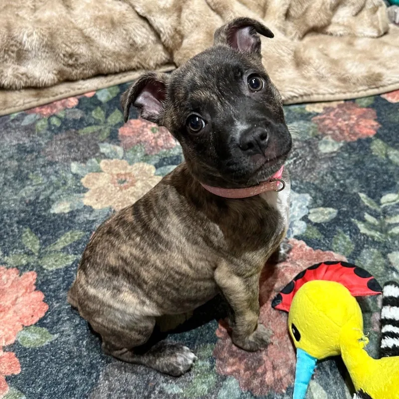 Cordelia thumbnail 3