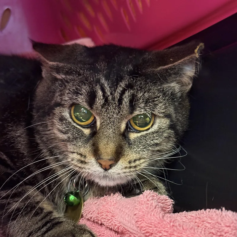 An adult medium-sized female Tabby (Brown / Chocolate) Domestic Short Hair cat named Bandit for adoption in Lansing, MI