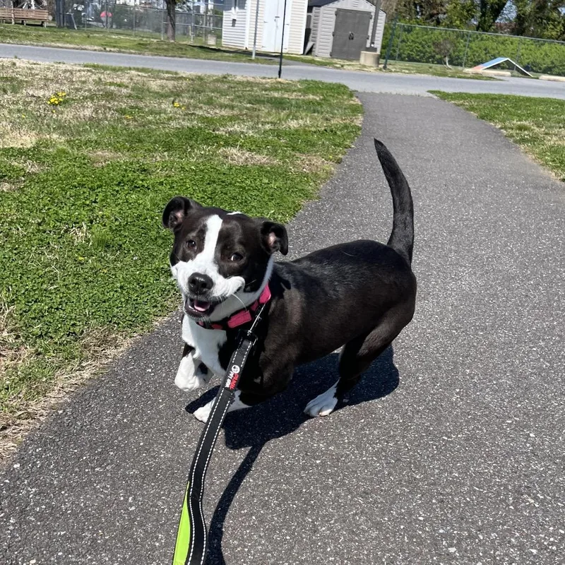 A young medium-sized female Black Mixed Breed dog named Prancy for adoption in Wilmington, DE