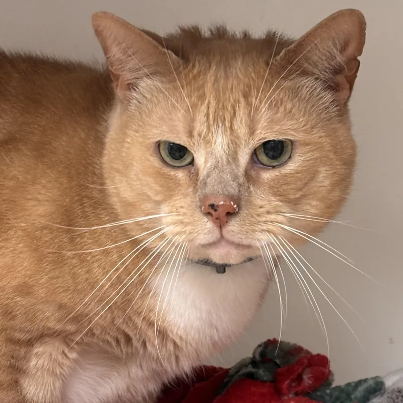 An adult large-sized male Orange & White Domestic Short Hair cat named Henry for adoption in Batavia, NY