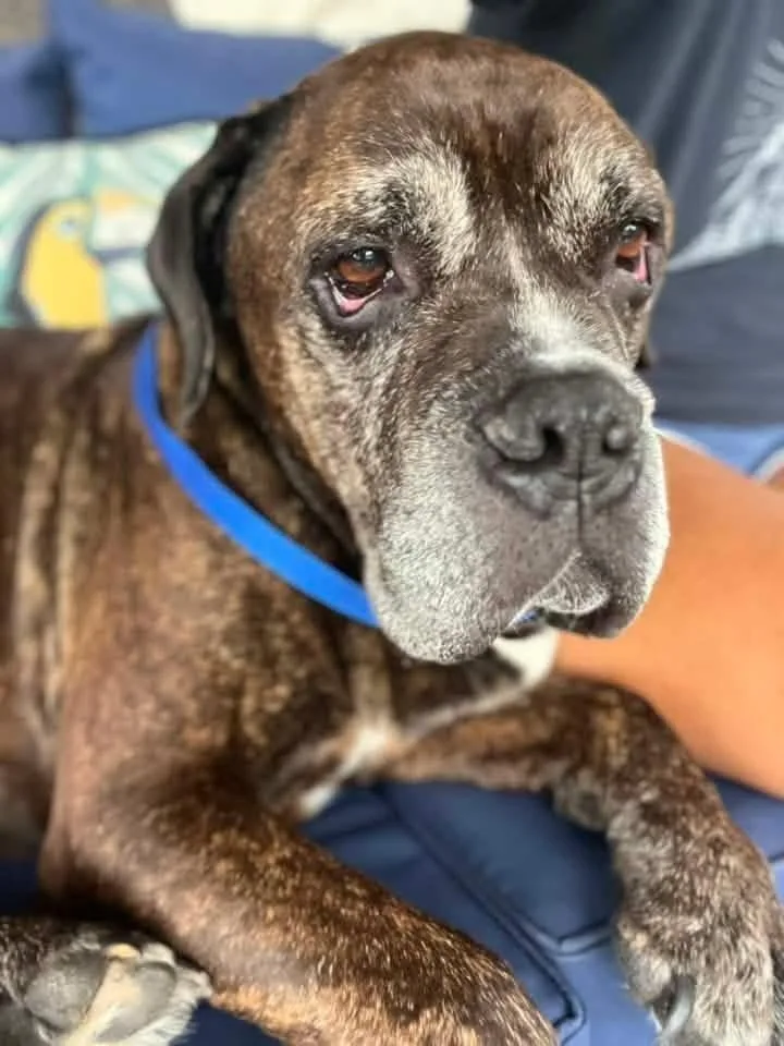 A senior large-sized male Brindle Staffordshire Bull Terrier dog named Bruno for adoption in Shawnee, OK