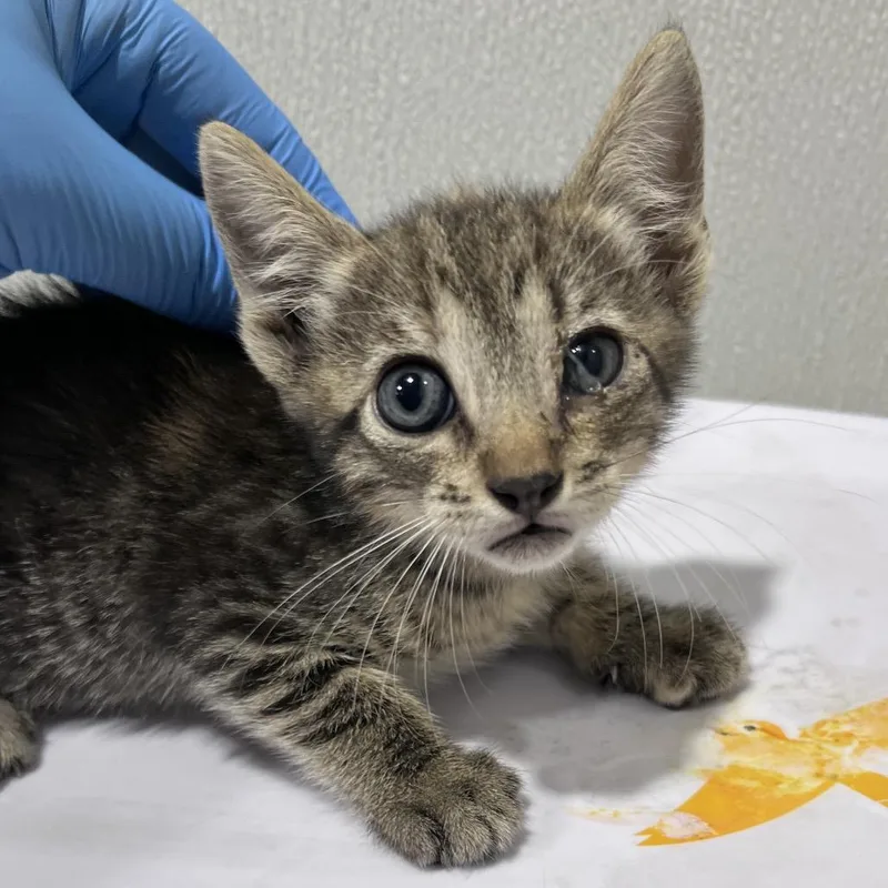 A baby small-sized female Gray / Blue / Silver Domestic Short Hair cat named Saffron for adoption in Tampa, FL