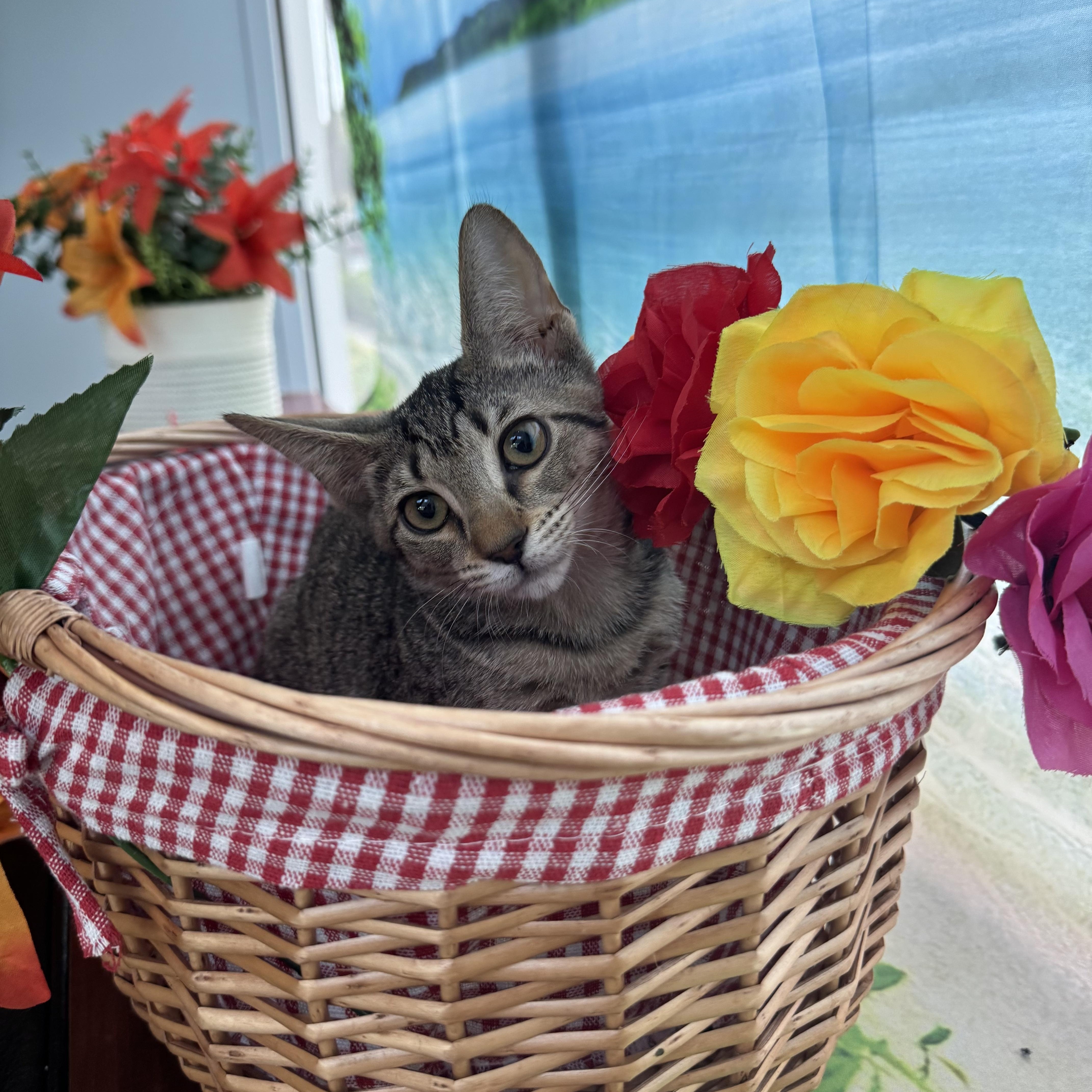 A baby small-sized female Domestic Short Hair cat named Belle for adoption in Delray Beach, FL