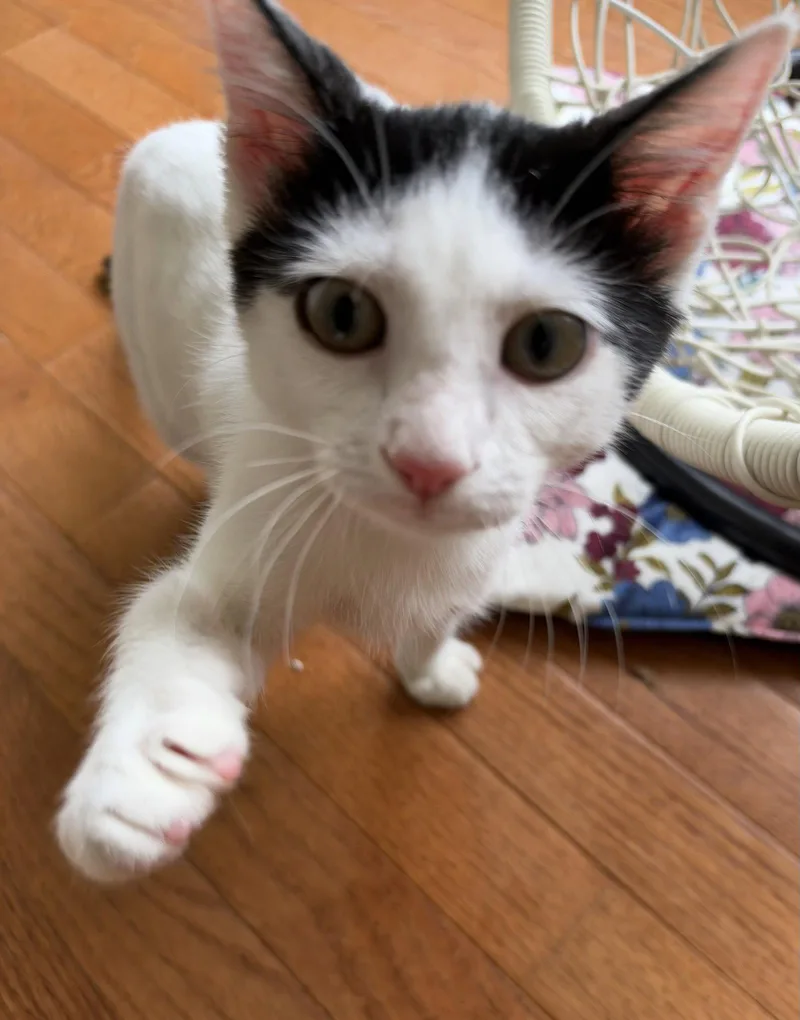 A baby medium-sized female Black & White / Tuxedo Domestic Short Hair cat named Paeonia for adoption in Trenton, NJ