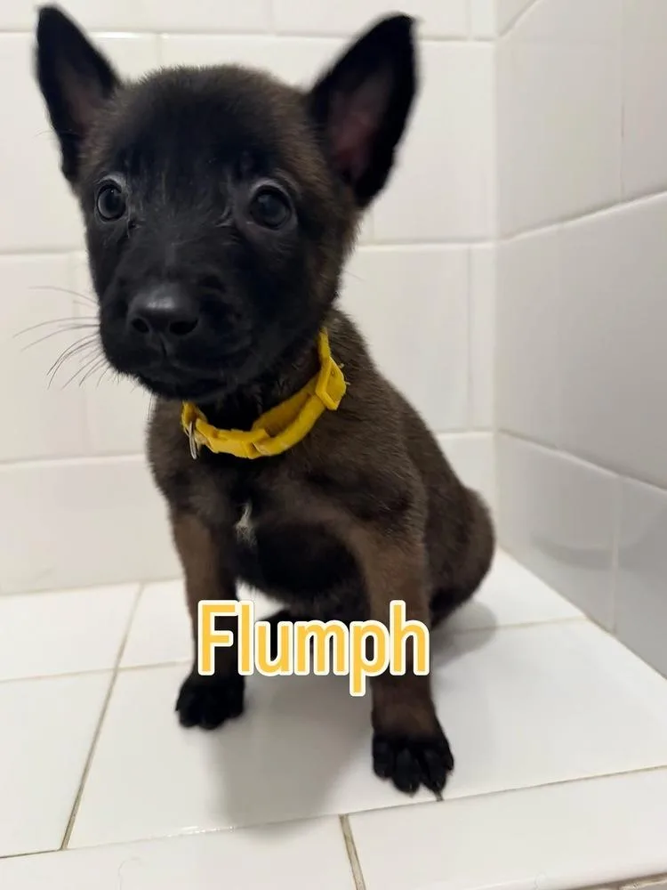 A baby small-sized female Belgian Shepherd / Malinois dog named Dnd Litter Flumph for adoption in Imlay City, MI