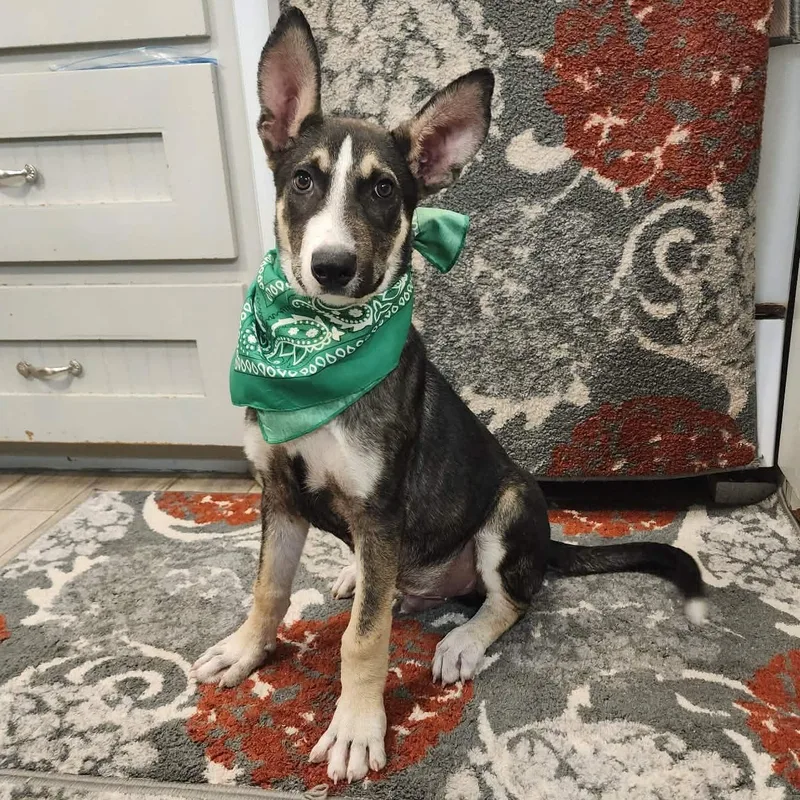 A baby medium-sized male Tricolor (Brown, Black, & White) Shepherd dog named Dane for adoption in Oak Point, TX