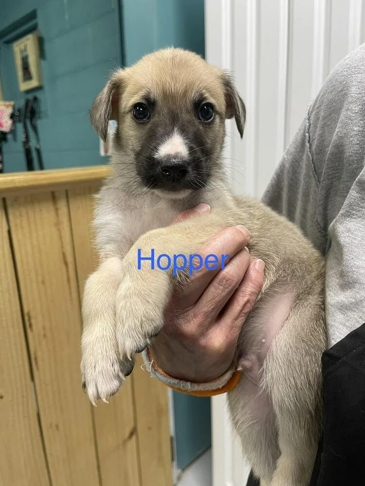 Hopper thumbnail 2